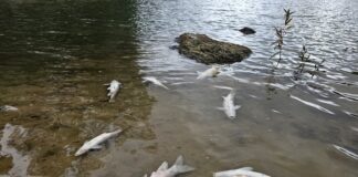 Polémica ante la muerte de centenares de peces en el Lago de las Tortugas