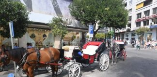 Ni latigazos, ni jornadas sin descanso: así será la nueva ordenanza de coches de caballos en Marbella